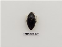 藏品(龍蝨、牙蟲)的圖片